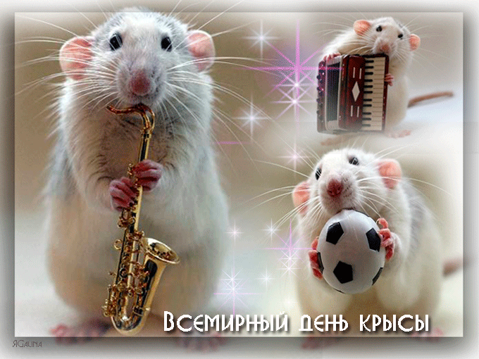День крысы картинки прикольные. Всемирный день крысы. Всемирный день крысы 4 апреля. День крысы праздник. Всемирный праздник крысы.